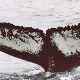 Fluke of NA-7442