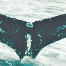 Fluke of NA-3978