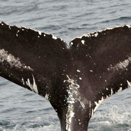Fluke of NA-3981