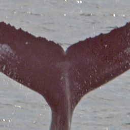 Fluke of NA-7889