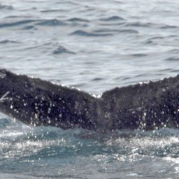 Fluke of HW-MN0101035