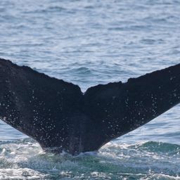 Fluke of CRC-12099