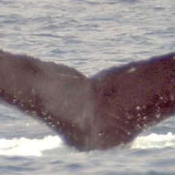 Fluke of HW-MN0101074