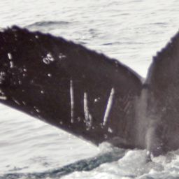 Fluke of NA-7513