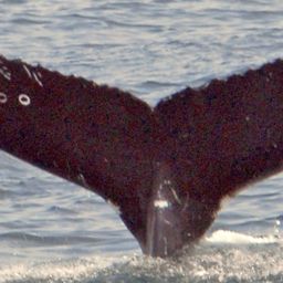 Fluke of NA-7558