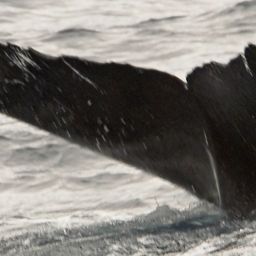 Fluke of NA-7566