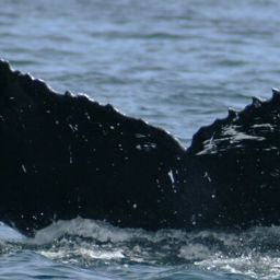 Fluke of NA-6696