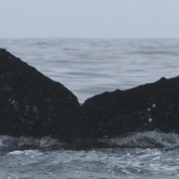 Fluke of CRC-10438