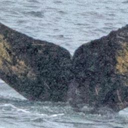 Fluke of HW-MN1301532