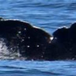 Fluke of Tectonic