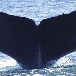 Fluke of Tornillo