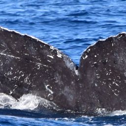 Fluke of CRC-10151