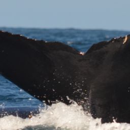 Fluke of CRC-10214