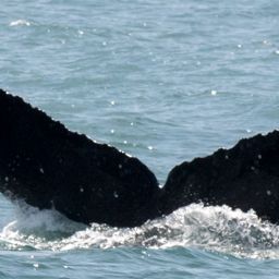 Fluke of CRC-10315
