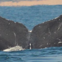 Fluke of CRC-10562