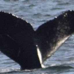 Fluke of CRC-10675