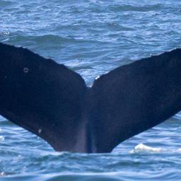 Fluke of CRC-10700