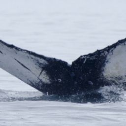 Fluke of SEAK-5169