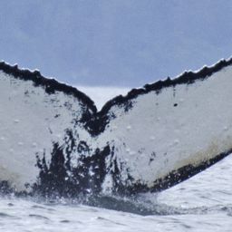 Fluke of BCZ0263