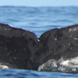 Fluke of CRC-11515