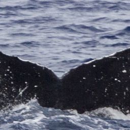 Fluke of OSUWTG-MnHI145
