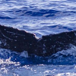 Fluke of OSUWTG-MnHI165