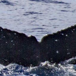Fluke of OSUWTG-MnHI181