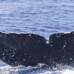 Fluke of OSUWTG-MnHI180