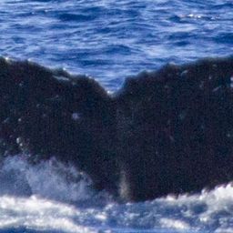 Fluke of OSUWTG-MnHI176