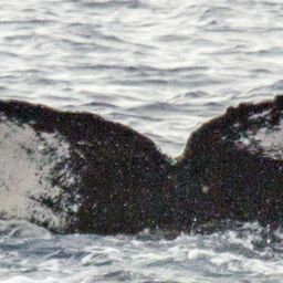 Fluke of OSUWTG-MnHI190