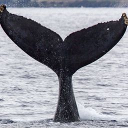 Fluke of BCX0277