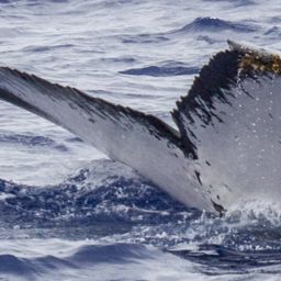 Fluke of OSUWTG-MnHI196