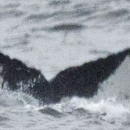 Fluke of Lady Beaulieu