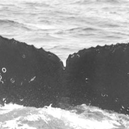 Fluke of CRC-15058