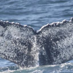 Fluke of Ventisca