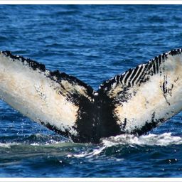Fluke of Ursa