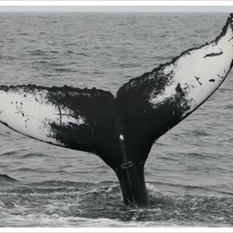 Fluke of Lutris