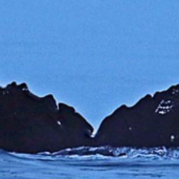 Fluke of Galapagos