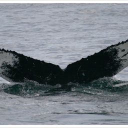 Fluke of Joy