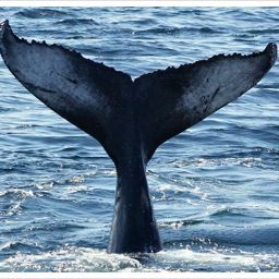 Fluke of Paddleboard