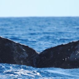 Fluke of CRC-10827