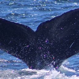 Fluke of CRC-10859