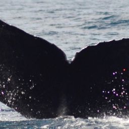 Fluke of CRC-11270