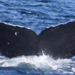 Fluke of CRC-11534