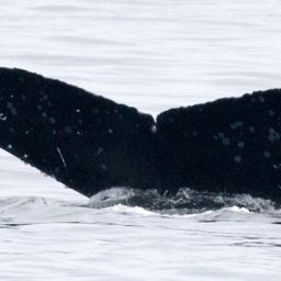 Fluke of CRC-11580