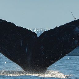 Fluke of CRC-11616