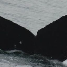 Fluke of CRC-11646