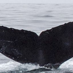 Fluke of CRC-11666