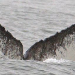 Fluke of CRC-11702