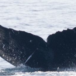Fluke of CRC-11847